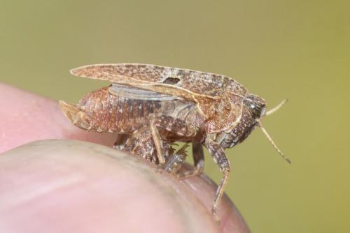 Réf. 287 709 : Tetrix bipunctata